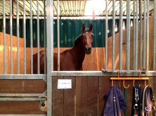 コンテナを使った馬の厩舎　実際に馬が入った様子