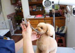 店舗型コンテナハウス（ペットサロン）かわいいわんちゃんトリミング中